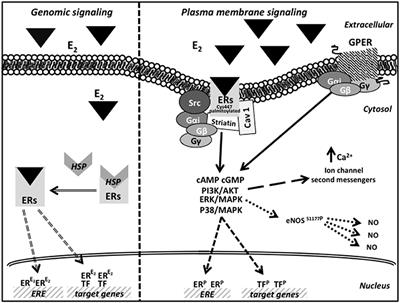 Non-genomic Effects of Estrogen on Cell Homeostasis and Remodeling With Special Focus on Cardiac Ischemia/Reperfusion Injury